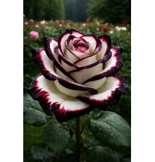 Пламенное Мариво