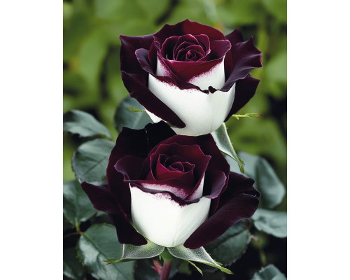 ЧЕРНЫЙ ВЕЛЬВЕТ ЧЕРНЫЙ ВЕЛЬВЕТ