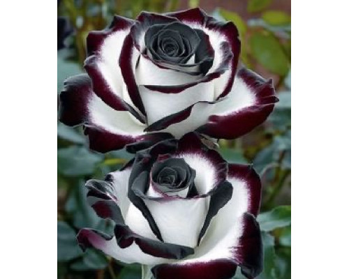 ЧЕРНЫЙ ВЕЛЬВЕТ ЧЕРНЫЙ ВЕЛЬВЕТ