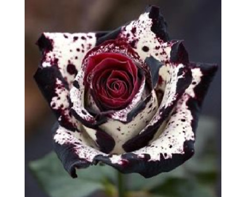 ЧЕРНЫЙ ВЕЛЬВЕТ ЧЕРНЫЙ ВЕЛЬВЕТ