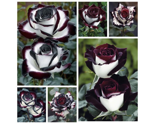 ЧЕРНЫЙ ВЕЛЬВЕТ ЧЕРНЫЙ ВЕЛЬВЕТ