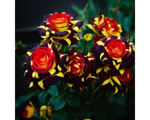 Роза Жар-Птица  Роза Жар-Птица