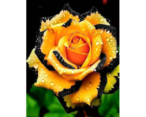 Роза Золотая Ночь Роза Золотая Ночь