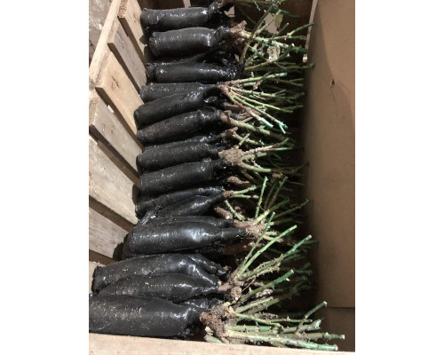 Роза Золотая Ночь Роза Золотая Ночь