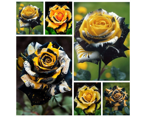 Роза Золотая Ночь Роза Золотая Ночь