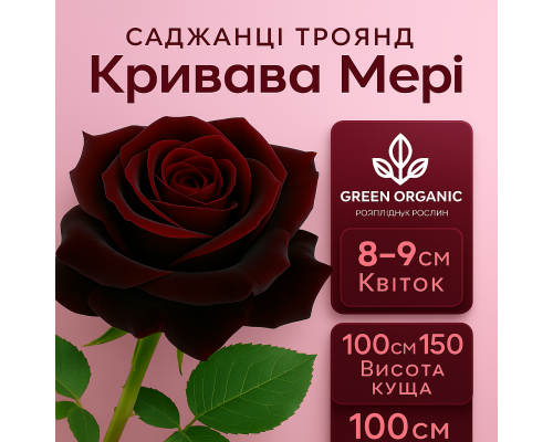 Роза Кровавая Мэри Роза Кровавая Мэри