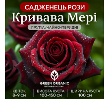 Троянда Кривава Мері