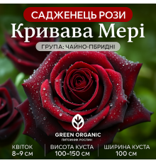 Троянда Кривава Мері