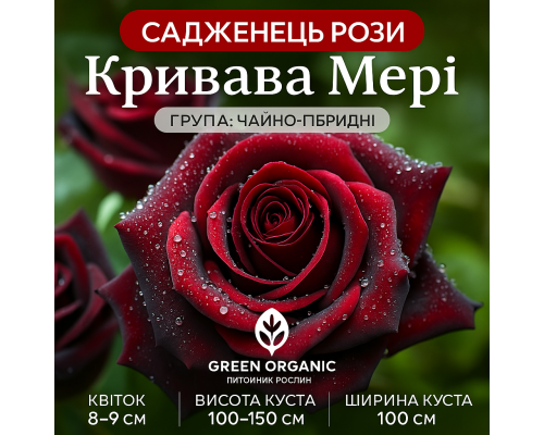 Роза Кровавая Мэри Роза Кровавая Мэри