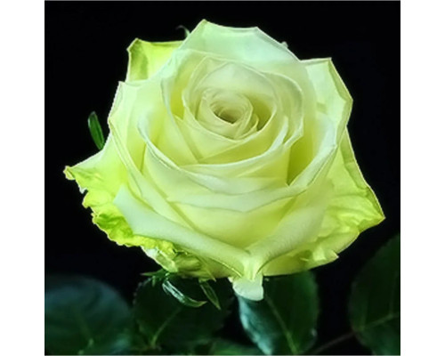 Саженцы Зеленая роза Саженцы Зеленая роза