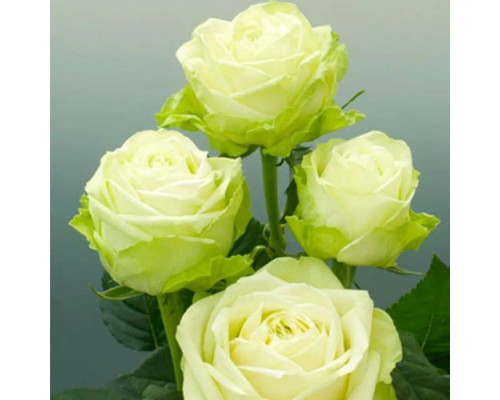 Саженцы Зеленая роза Саженцы Зеленая роза