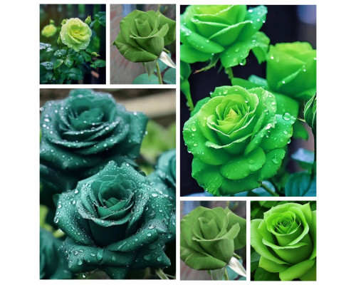 Саженцы Зеленая роза Саженцы Зеленая роза