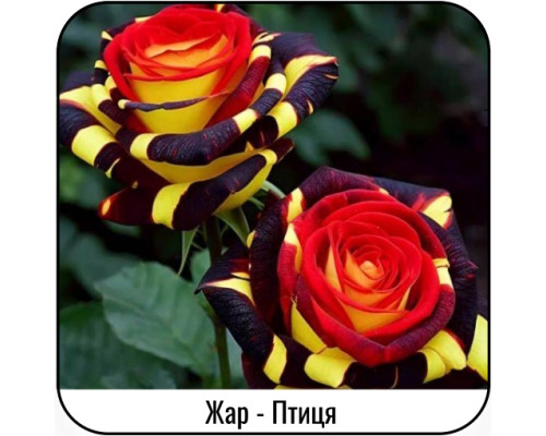 Садженці "Королівські Троянди" – 5 унікальних сортів зі знижкою 15%