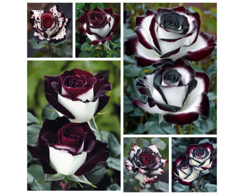 Садженці "Королівські Троянди" – 5 унікальних сортів зі знижкою 15%