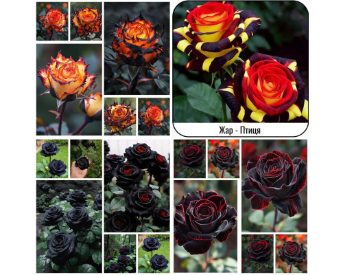 Садженці "Королівські Троянди" – 5 унікальних сортів зі знижкою 15%