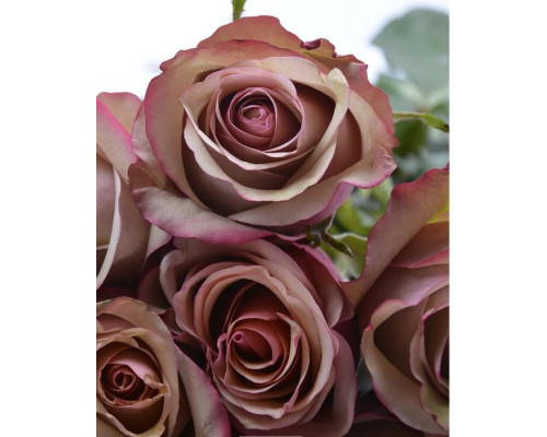 Роза чайно-гибридная кофейная с блестящими листьями "Лакшери" Роза чайно-гибридная кофейная с блестящими листьями "Лакшери"