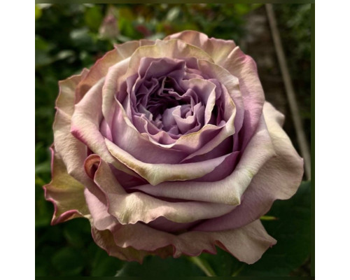 Роза чайно-гибридная кофейная с блестящими листьями "Лакшери" Роза чайно-гибридная кофейная с блестящими листьями "Лакшери"