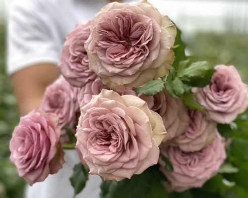 Роза чайно-гибридная кофейная с блестящими листьями "Лакшери" Роза чайно-гибридная кофейная с блестящими листьями "Лакшери"