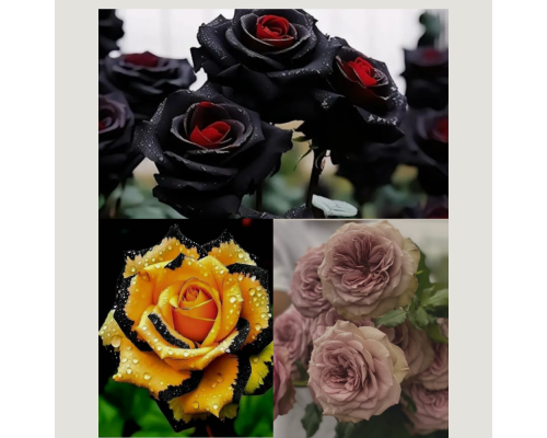 Набір троянд “Ексклюзивна Трійка” – економія 15% Набір троянд “Ексклюзивна Трійка” – економія 15%