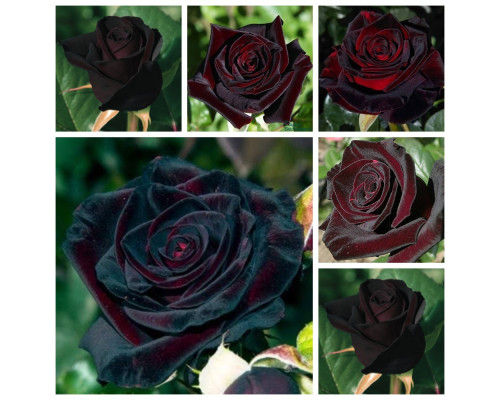 Набір троянд “Ексклюзивна Трійка” – економія 15% Набір троянд “Ексклюзивна Трійка” – економія 15%