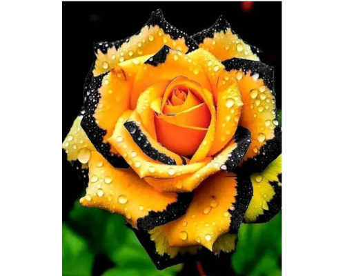 Набір троянд “Ексклюзивна Трійка” – економія 15% Набір троянд “Ексклюзивна Трійка” – економія 15%