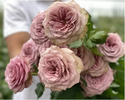 Набір троянд “Ексклюзивна Трійка” – економія 15% Набір троянд “Ексклюзивна Трійка” – економія 15%