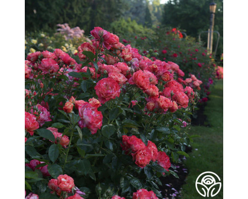 Фрида Калор Фрида Калор