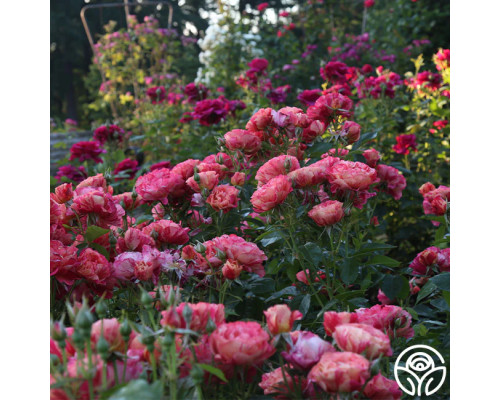 Фрида Калор Фрида Калор