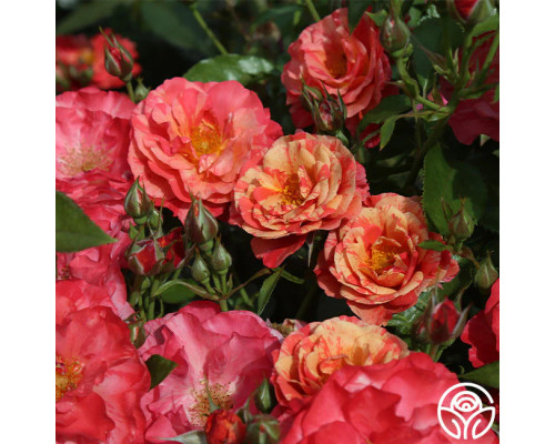 Фрида Калор Фрида Калор