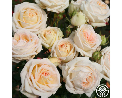 Роза Мадам Анисетт. (Madame Anisette) Роза Мадам Анисетт. (Madame Anisette)