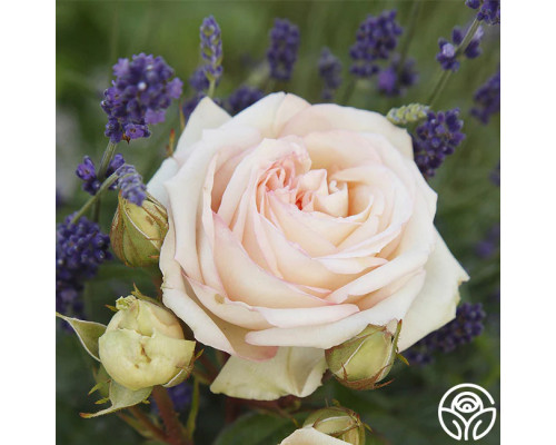 Роза Мадам Анисетт. (Madame Anisette) Роза Мадам Анисетт. (Madame Anisette)