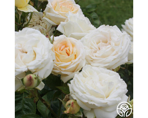 Роза Мадам Анисетт. (Madame Anisette) Роза Мадам Анисетт. (Madame Anisette)