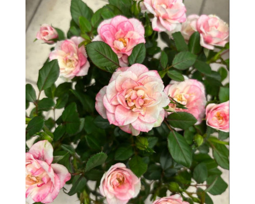 Саженцы роза "Голландская Жемчужина" Саженцы роза "Голландская Жемчужина"