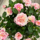 Саженцы роза "Голландская Жемчужина"