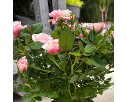 Саженцы роза "Голландская Жемчужина" Саженцы роза "Голландская Жемчужина"