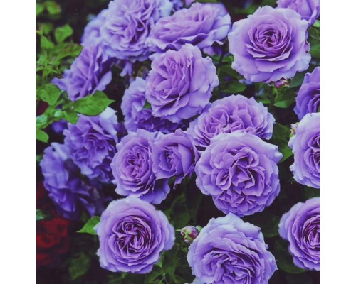 Плетистая роза Фиолетовая Плетистая роза Фиолетовая