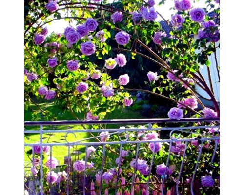 Плетистая роза Фиолетовая Плетистая роза Фиолетовая