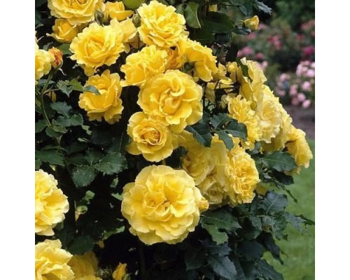 Плетистая роза Голден Плетистая роза Голден