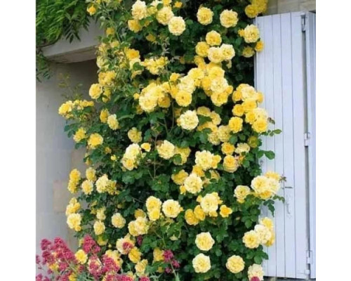 Плетистая роза Голден Плетистая роза Голден