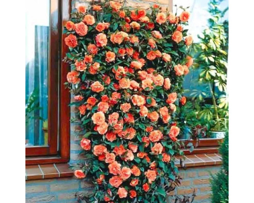 Плетистая роза Оранжевая Плетистая роза Оранжевая