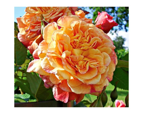 Плетистая роза Оранжевая Плетистая роза Оранжевая