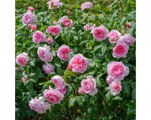 Плетистая роза Симфони Плетистая роза Симфони