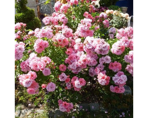 Плетистая роза Симфони Плетистая роза Симфони