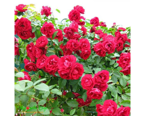 Плетистая роза Симпатия Плетистая роза Симпатия