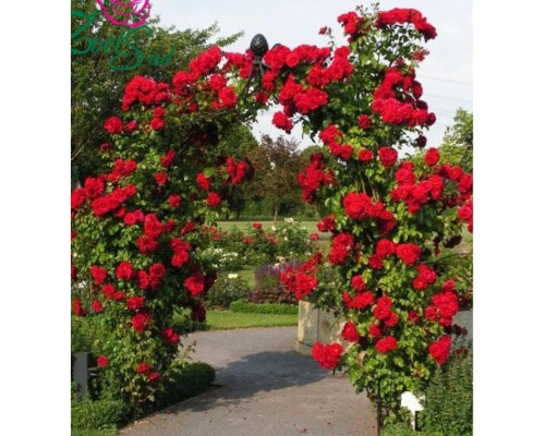 Плетистая роза Симпатия Плетистая роза Симпатия