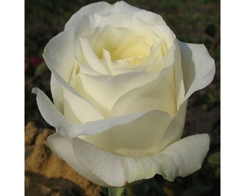 Троянда Дует Кольорів (сорт Контраст, 2 прививки в 1)