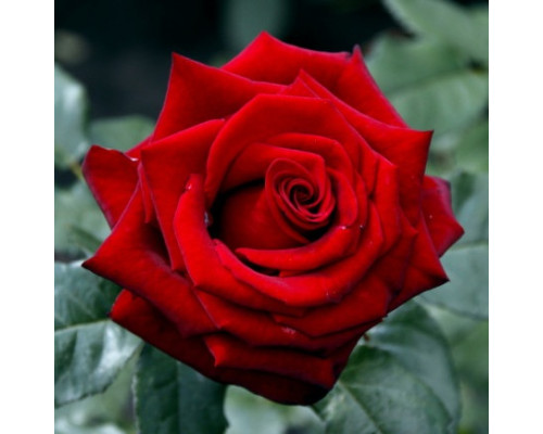 Троянда Дует Кольорів (сорт Контраст, 2 прививки в 1)