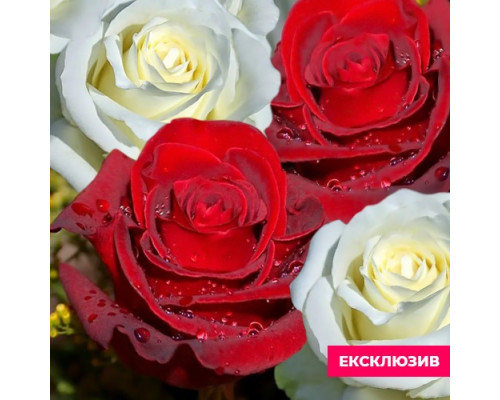 Троянда Дует Кольорів (сорт Контраст, 2 прививки в 1)