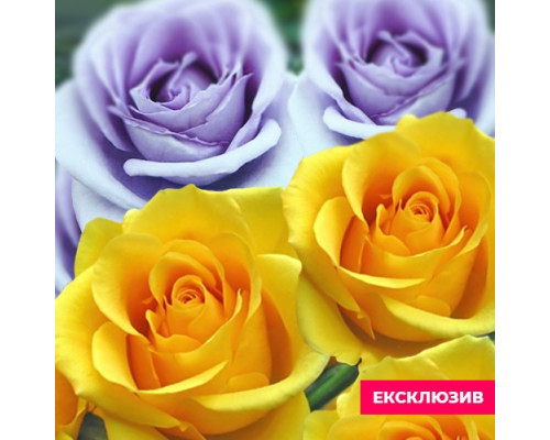 Саджанці рози Українська (2 сорти привиті на 1 кущ)