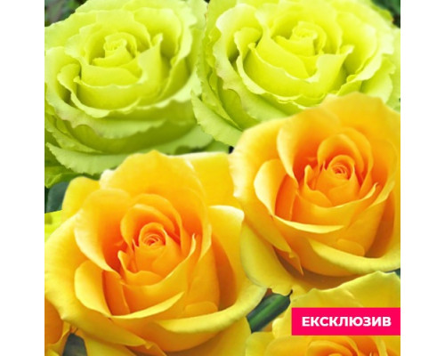 ЕКСКЛЮЗИВ Подих весни (2 сорти привиті на 1 кущ)